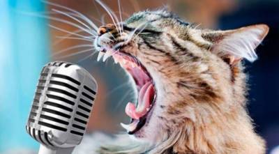 Кот-солист: В сети стало вирусным видео с поющим котом - vchaspik.ua - Юар