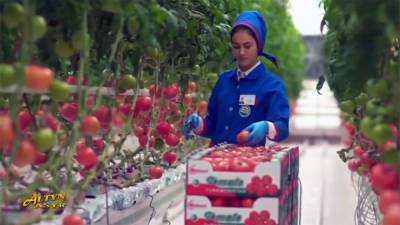 Казахстан ввел запрет на ввоз томатов и перца из Туркменистана - hronikatm.com - Казахстан - Туркмения - Пресс-Служба