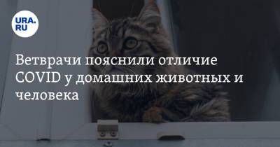Михаил Шеляков - Ветврачи пояснили отличие COVID у домашних животных и человека - ura.news