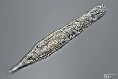 Ученые оживили арктических червей возрастом 24 тысячи лет - lenta.ru - Россия