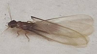 "Как в аду": в Петах-Тикве появились огромные рои супертермитов - vesty.co.il - Израиль