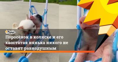 Поросёнок в коляске и его хвостатая нянька никого не оставят равнодушным - ridus.ru
