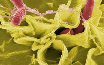 Ученые выяснили, что кишечные бактерии могут влиять на поведение - korrespondent.net - Украина