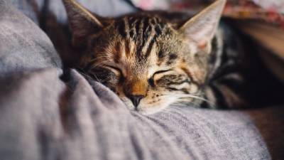Кошки могут заразиться коронавирусом от человека - piter.tv - Канада