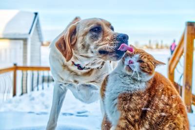 Канадские ученые узнали, что кошки и собаки могут заразиться COVID-19 от хозяев - vm.ru - Канада