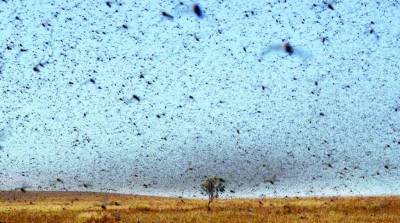 Жуткая картина: полчища насекомых "атаковали" автозаправку в США (Видео) - belta.by - Белоруссия - Сша - штат Мичиган