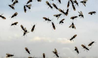 Рой летающий муравьев может атаковать лондонский стадион во время финала Евро-2020 - newizv.ru - Лондон