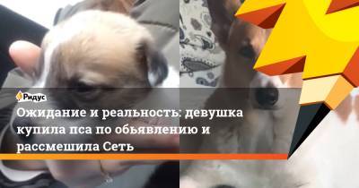 Ожидание и реальность: девушка купила пса по обьявлению и рассмешила Сеть - ridus.ru
