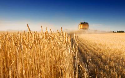 Запорожская область стала лидером по посевам пшеницы в Украине - inform.zp.ua - Украина - Запорожская обл.