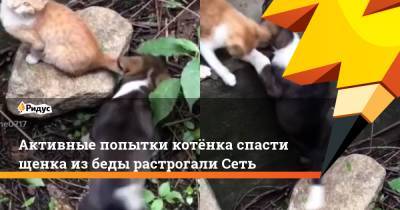 Активные попытки котёнка спасти щенка из беды растрогали Сеть - ridus.ru