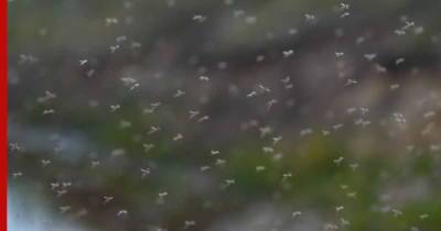 Создана новая ткань для защиты от комаров - profile.ru - Россия - Украина - штат Северная Каролина