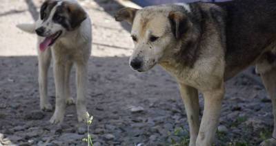 США запретили ввозить собак из Грузии - sputnik-georgia.ru - Сша - Грузия - Тбилиси - с. 14 Июля
