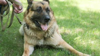 В США запретили ввозить собак из более чем 100 стран из-за угрозы бешенства - mir24.tv - Белоруссия - Сша - Азербайджан - Грузия - Армения