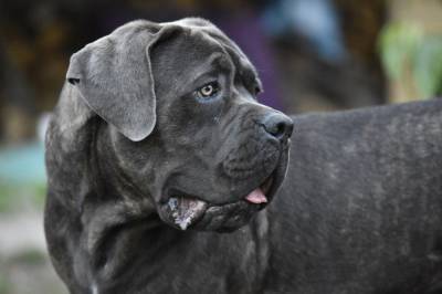 Власти США ввели временный запрет на ввоз собак из России - neva.today - Россия - Санкт-Петербург - Белоруссия - Сша