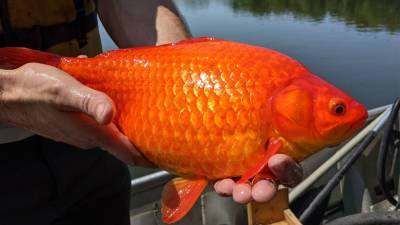 В США одичавшие золотые рыбки захватили озеро - newdaynews.ru - Usa - штат Миннесота