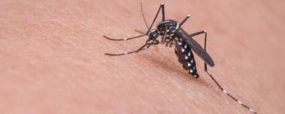 В США создана устойчивая к укусам комаров одежда без инсектицидов - runews24.ru - Сша - штат Северная Каролина
