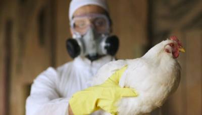 В Китае подтвердили случай заболевания птичьим гриппом H5N6 у человека - enovosty.com - Китай - провинция Сычуань