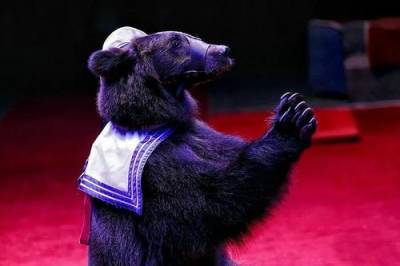 В кузбасском цирке-шапито медведь напал на дрессировщицу - argumenti.ru - Россия - Кемеровская обл.