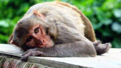 В Китае впервые умер человек, заразившийся вирусом обезьяны B - vesti.ru - Китай