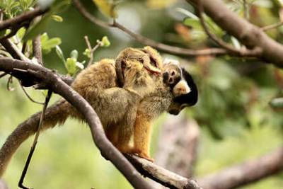 В Китае зафиксирована первая смерть человека от вируса обезьяны - lenta.ru - Китай