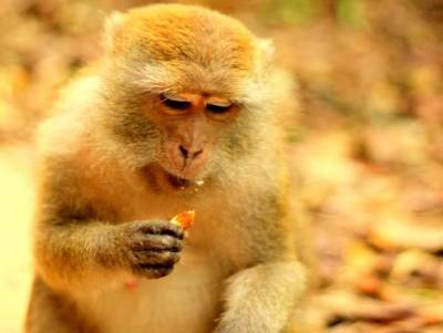 В Китае впервые умер человек, зараженный опасным вирусом обезьяны - rosbalt.ru - Китай