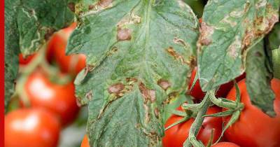 Пятна на листьях помидоров: в чем причина и как бороться - profile.ru