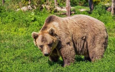 Активисты: двух сирийских бурых медведей, которых содержали в ужасных условиях, отправят из Ливана в США и мира - cursorinfo.co.il - Сша - Ливан - Бейрут