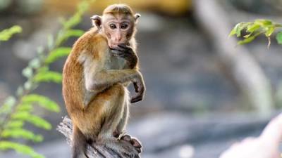 В Китае в результате заражения вирусом обезьяны умер человек - unn.com.ua - Украина - Китай - Киев