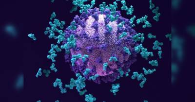 Фред Хатчинсон - Американские ученые обнаружили "супер-антитело" против коронавирусов - focus.ua - Украина