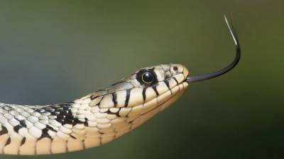 Канадские ученые создали клей из змеиного яда, который останавливает кровотечения - piter.tv - Канада