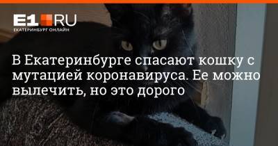 В Екатеринбурге спасают кошку с мутацией коронавируса. Ее можно вылечить, но это дорого - e1.ru - Екатеринбург