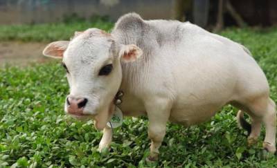 Всего 51 см: В Бангладеш живет самая маленькая корова на Земле (фото) - vchaspik.ua - Украина - Бангладеш