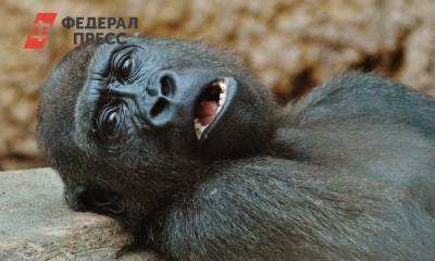 Сергей Нетесов - Россиянам объяснили, где и как можно заразиться вирусом обезьян - fedpress.ru - Москва