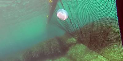Медузы в Азовском море будут отлавливать сетками - inform.zp.ua - Украина - Бердянск