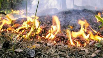 Ученые: Дым от лесных пожаров повышает восприимчивость к коронавирусу - mir24.tv - Сша