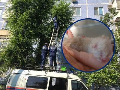 Спасатель перерезал пуповину котёнку на дереве: спас его и кошку-мать - bloknot.ru - Волгодонск