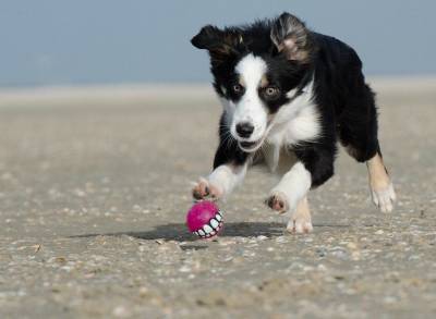 На пляж – с собакой: полезные советы - skuke.net