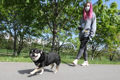 Прогулки в парках: столичные ветеринары напомнили о правилах выгула питомцев - vm.ru