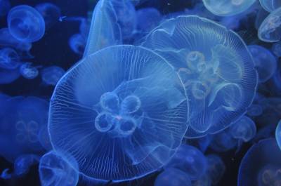 Две причины – почему в Азовском море стало много медуз - inform.zp.ua - Украина - Бердянск