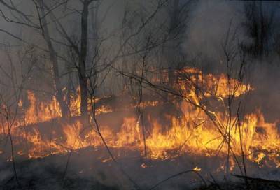 В Якутии медпомощь потребовалась более 100 гражданам из-за дыма от пожаров - argumenti.ru - республика Саха - Якутск