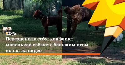 Переоценила себя: конфликт маленькой собаки с большим псом попал на видео - ridus.ru