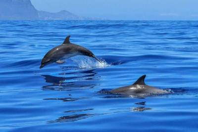 Всемирный неофициальный праздник День дельфинов отмечают 23 июля 2021 года - yur-gazeta.ru - Россия - Австралия