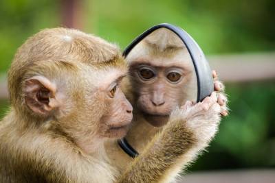 Оспа обезьян: что представляет из себя новое заболевание и на сколько оно опасно? - ivbg.ru - Украина - Сша - Англия - Нигерия