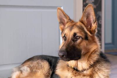 Германия: Собак бундесвера учат распознавать коронавирус по запаху - mknews.de - Германия