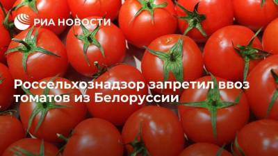 Россельхознадзор вводит ограничения на ввоз томатов белорусской компанией "Дорорс" из-за вируса - smartmoney.one - Россия - Белоруссия