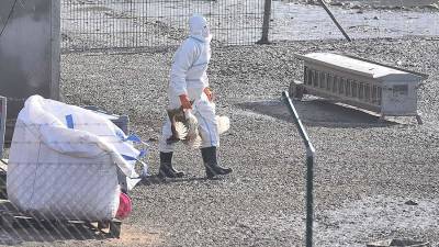 В «Векторе» оценили угрозу птичьего гриппа H5N6 для россиян - iz.ru - Россия - Израиль