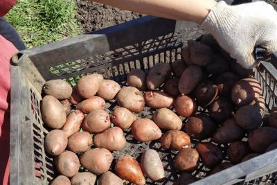 Употребление картофеля может увеличить риск трех серьезных заболеваний - ufacitynews.ru