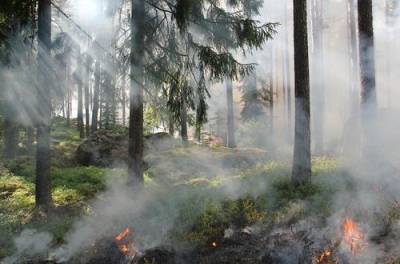 В тушении сильного лесного пожара в Анталье задействованы 15 вертолётов и 106 пожарных машин - argumenti.ru - Турция - Манавгат