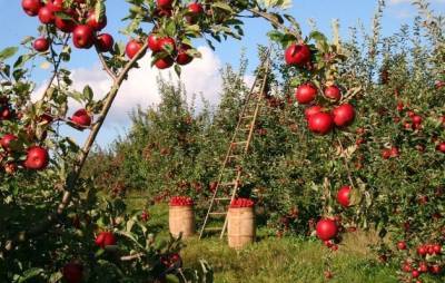 Садоводы, помните: урожай будущего года закладывается в августе - lipetskmedia.ru - Липецкая обл.