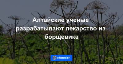 Алтайские ученые разрабатывают лекарство из борщевика - news.mail.ru